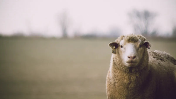 Wool Collection