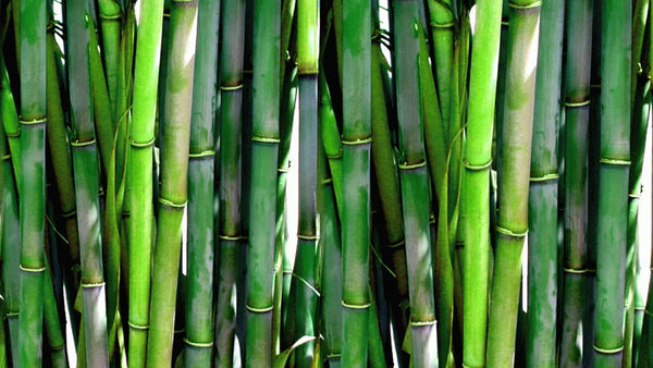 Bamboo Viscose