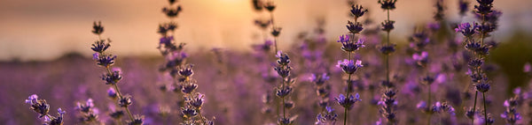 Your Only Earth | Fragrance-Free Body, Bath & Home