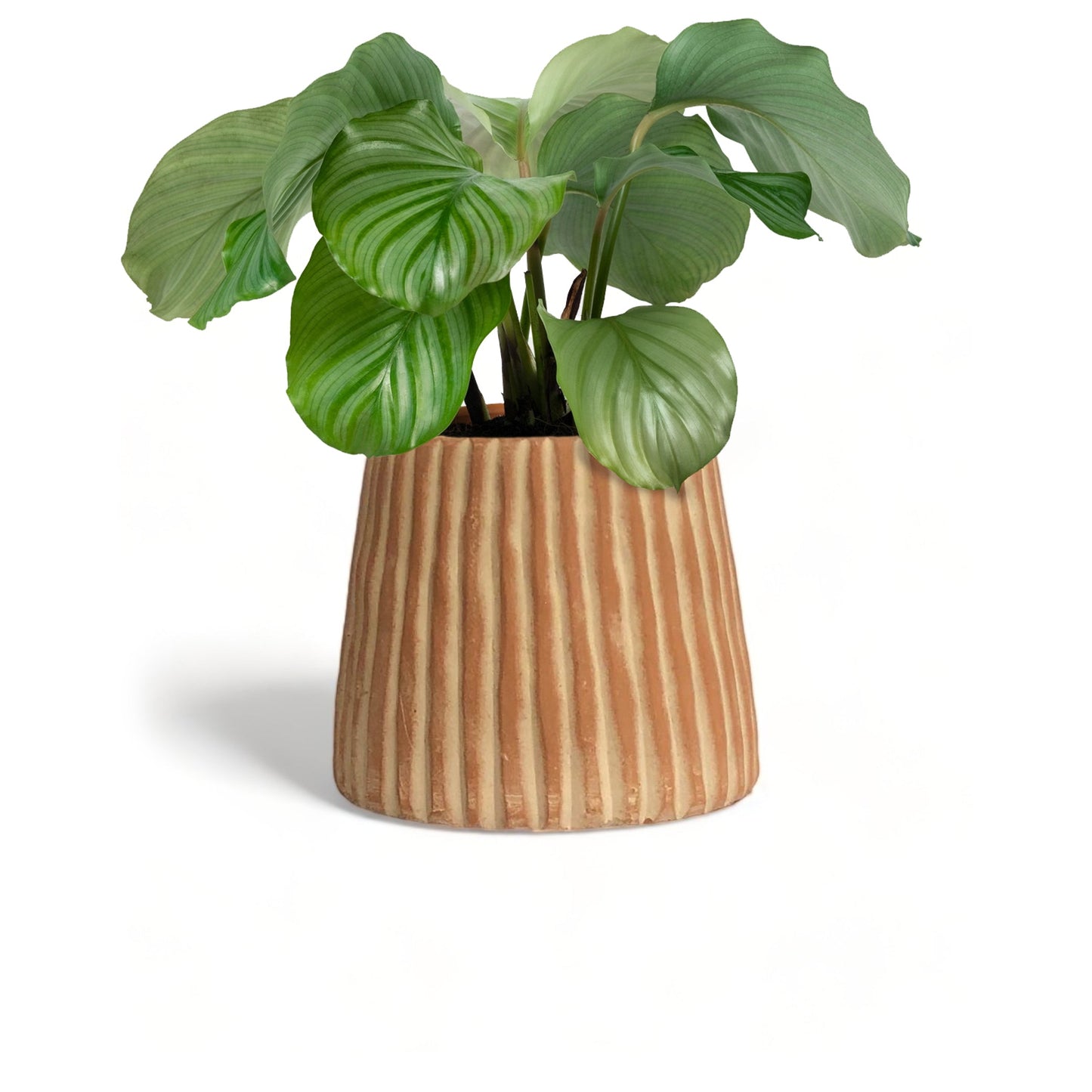 Jardinera de terracota Elvira de MESO