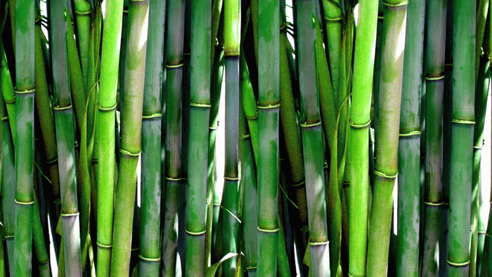 Viscosa de bambú