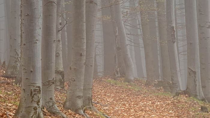 ⚛ TENCEL™ Lyocell