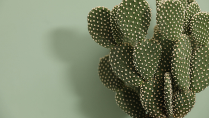 Cuero de cactus
