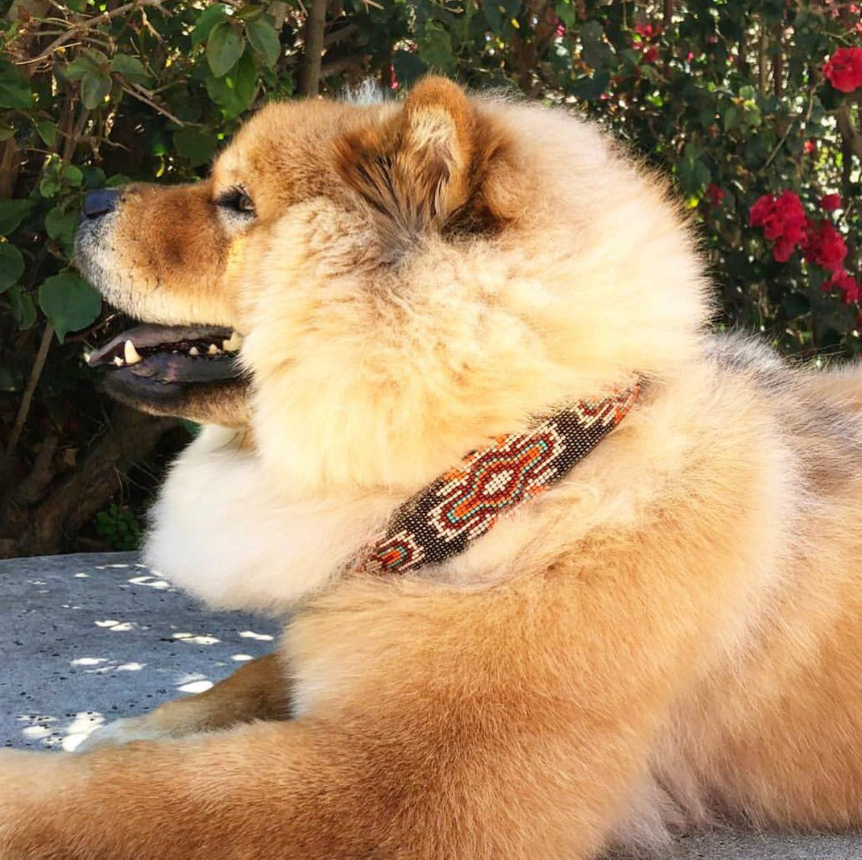 Collar para perro Sambboho Boho Chic