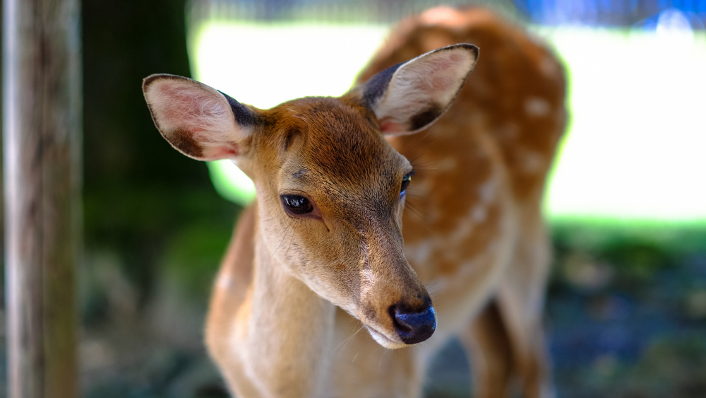 Animal Welfare