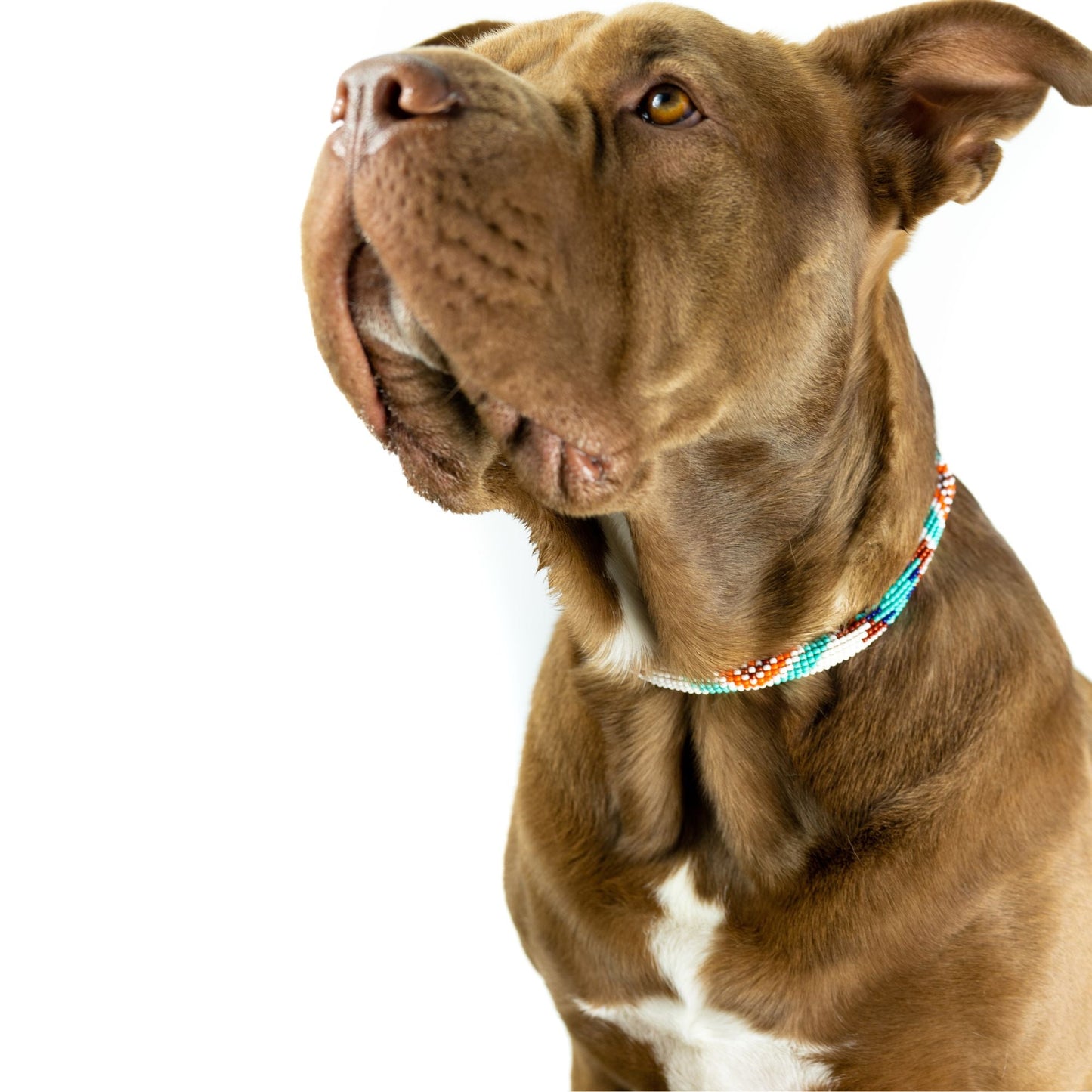 Collar para perro Aztec Sambboho (enrollado)