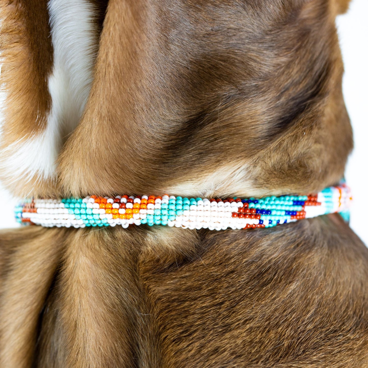 Collar para perro Aztec Sambboho (enrollado)