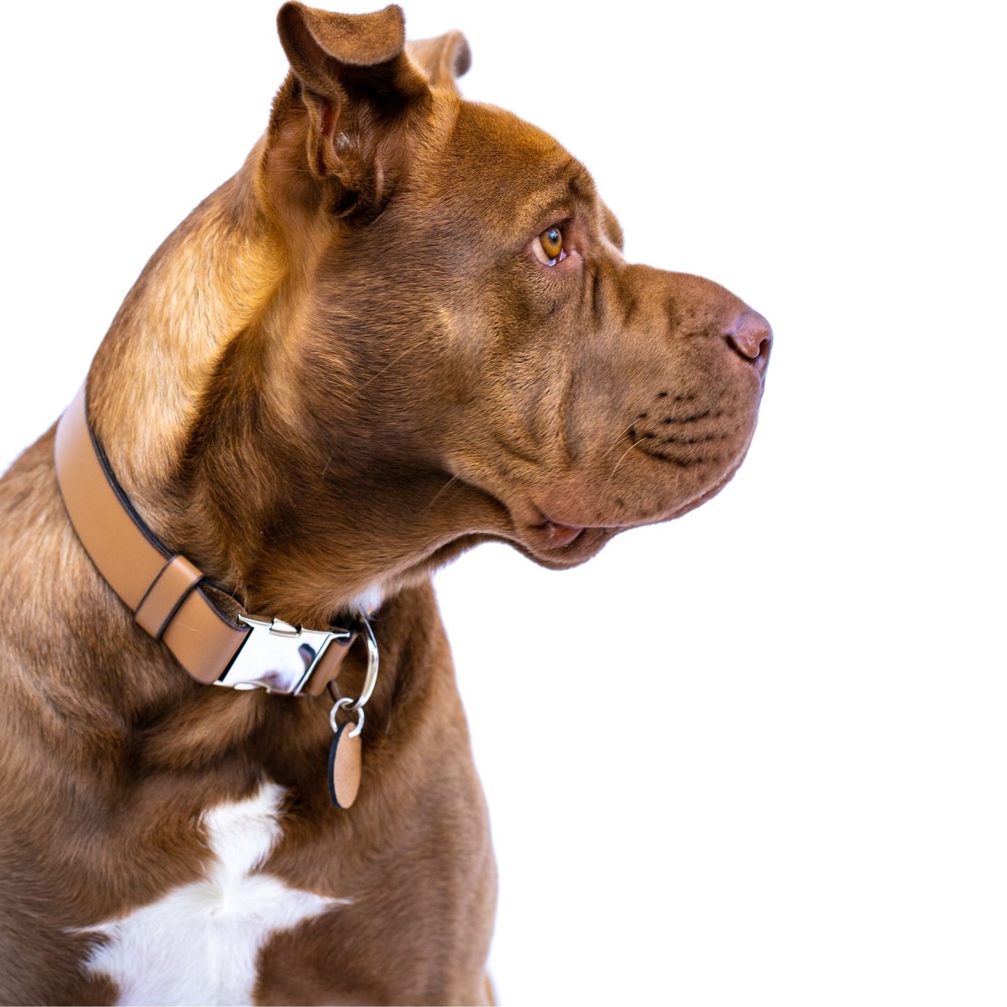 Collar para perros Bahamas (liberación rápida)