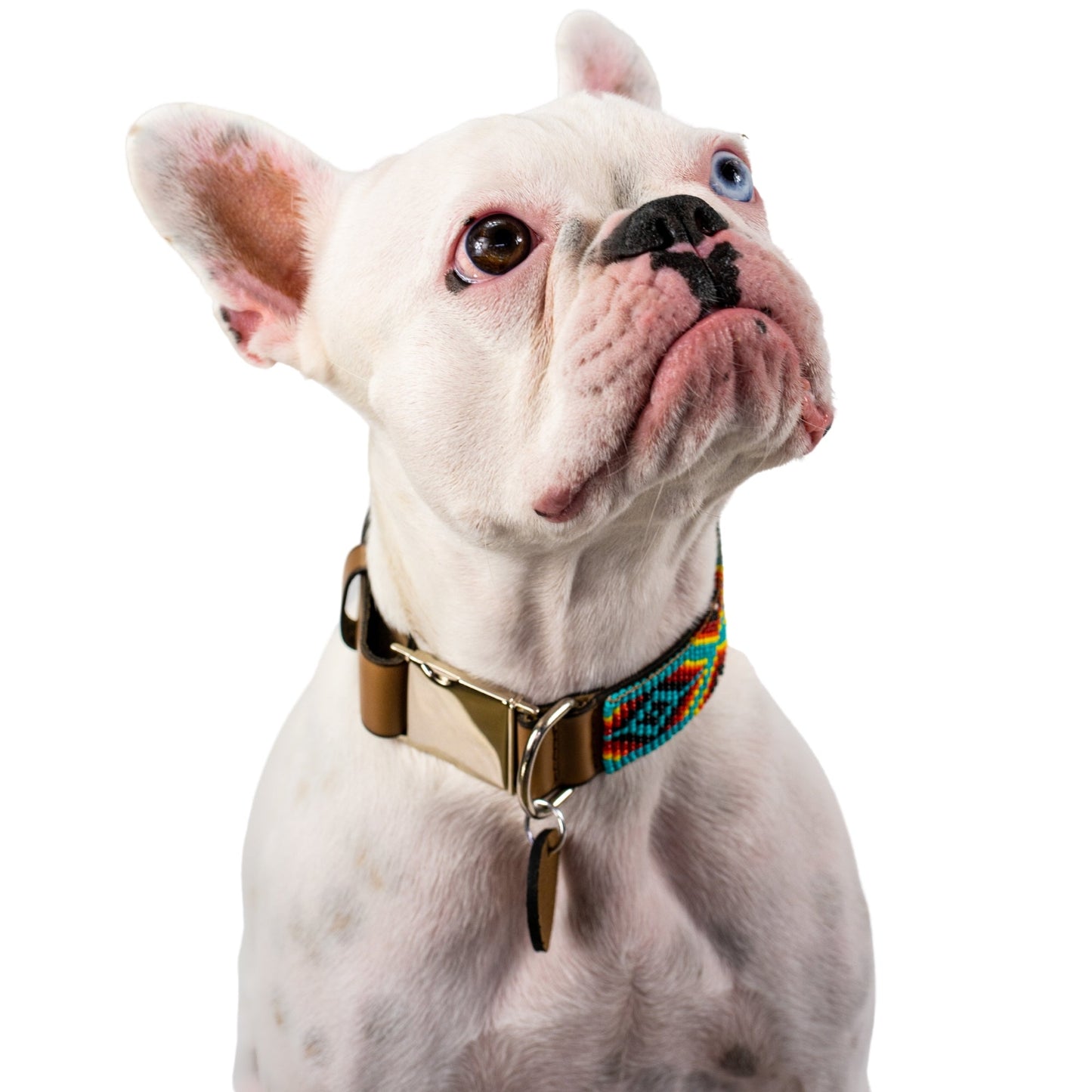 Collar para perros Bahamas (liberación rápida)