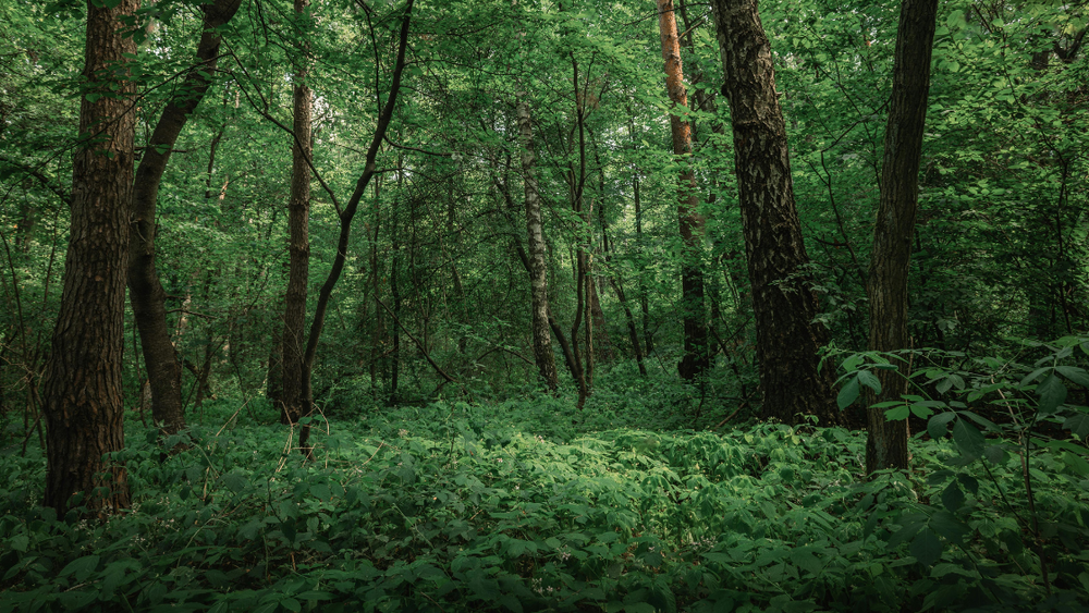 Forest Conservation