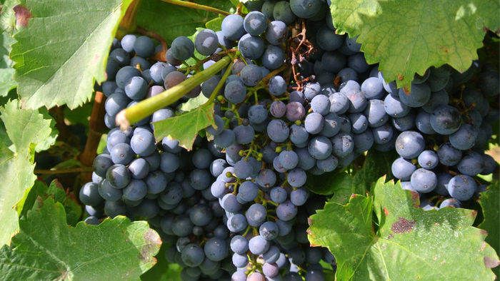 • Vegea® (Grape Leather)