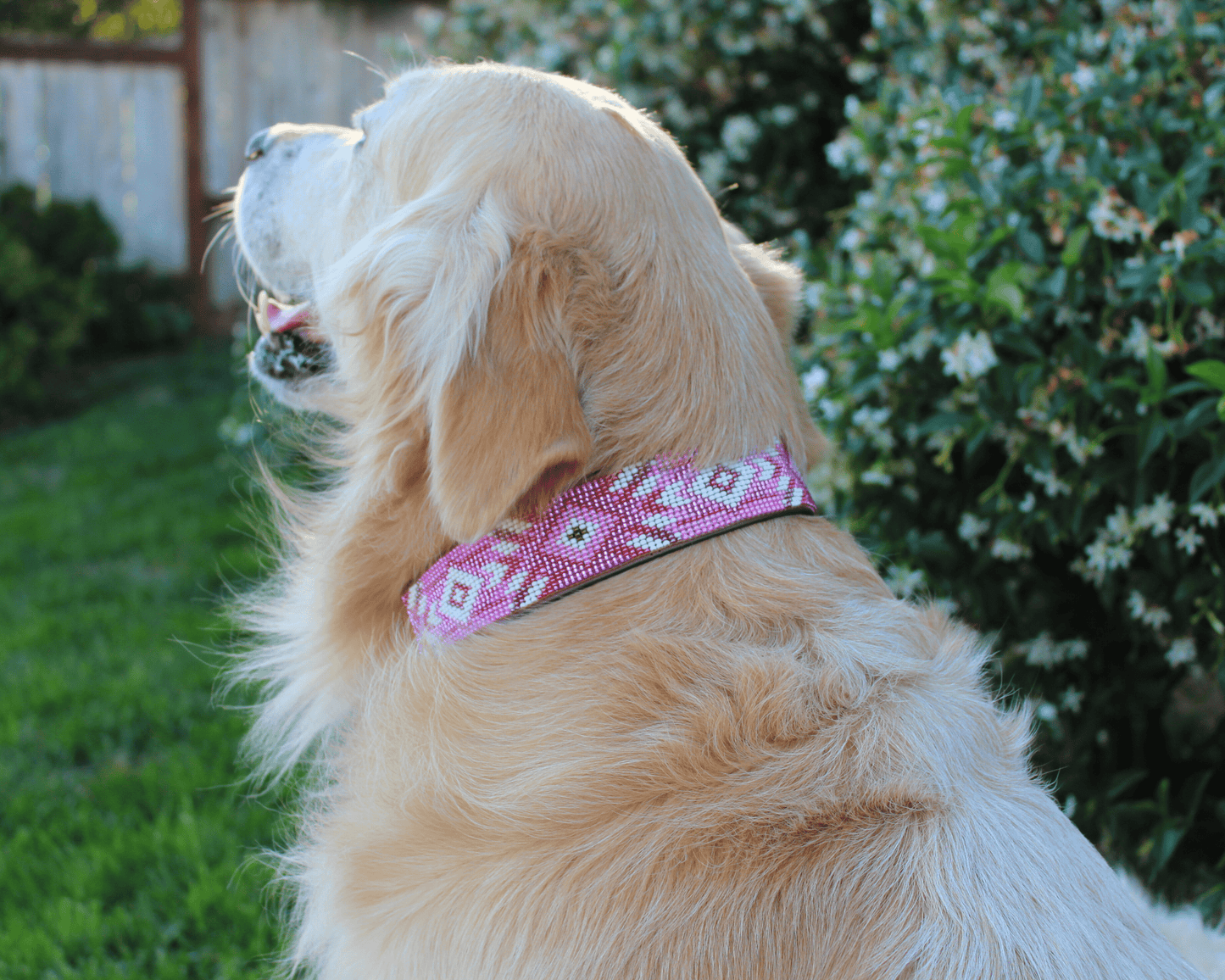 Correa y collar para perro a juego Melrose Sambboho Bundle