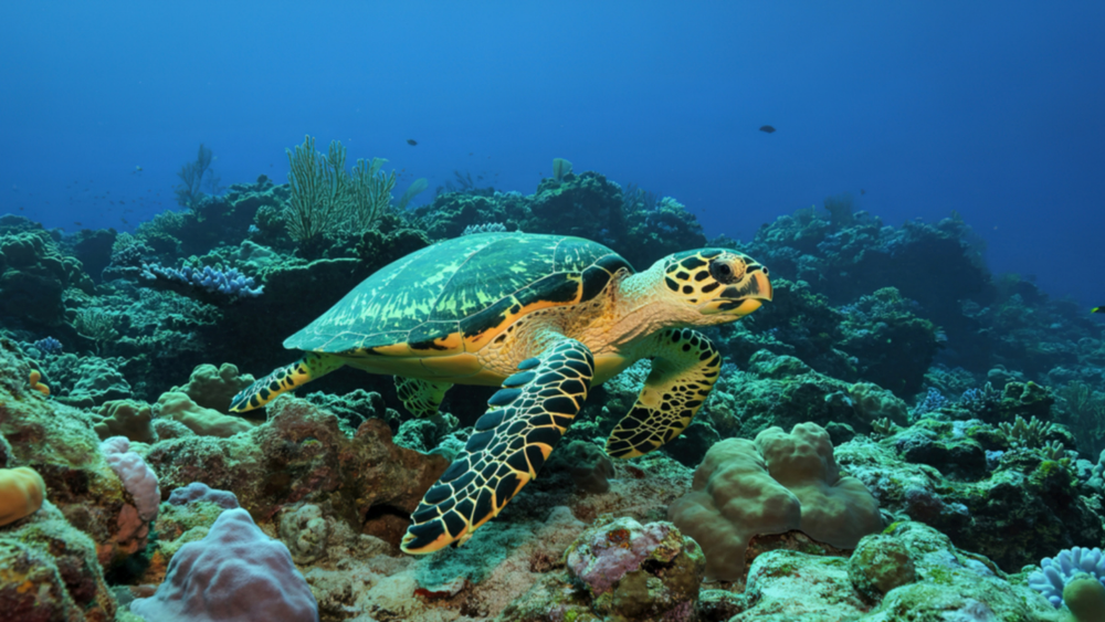 Ocean Conservation