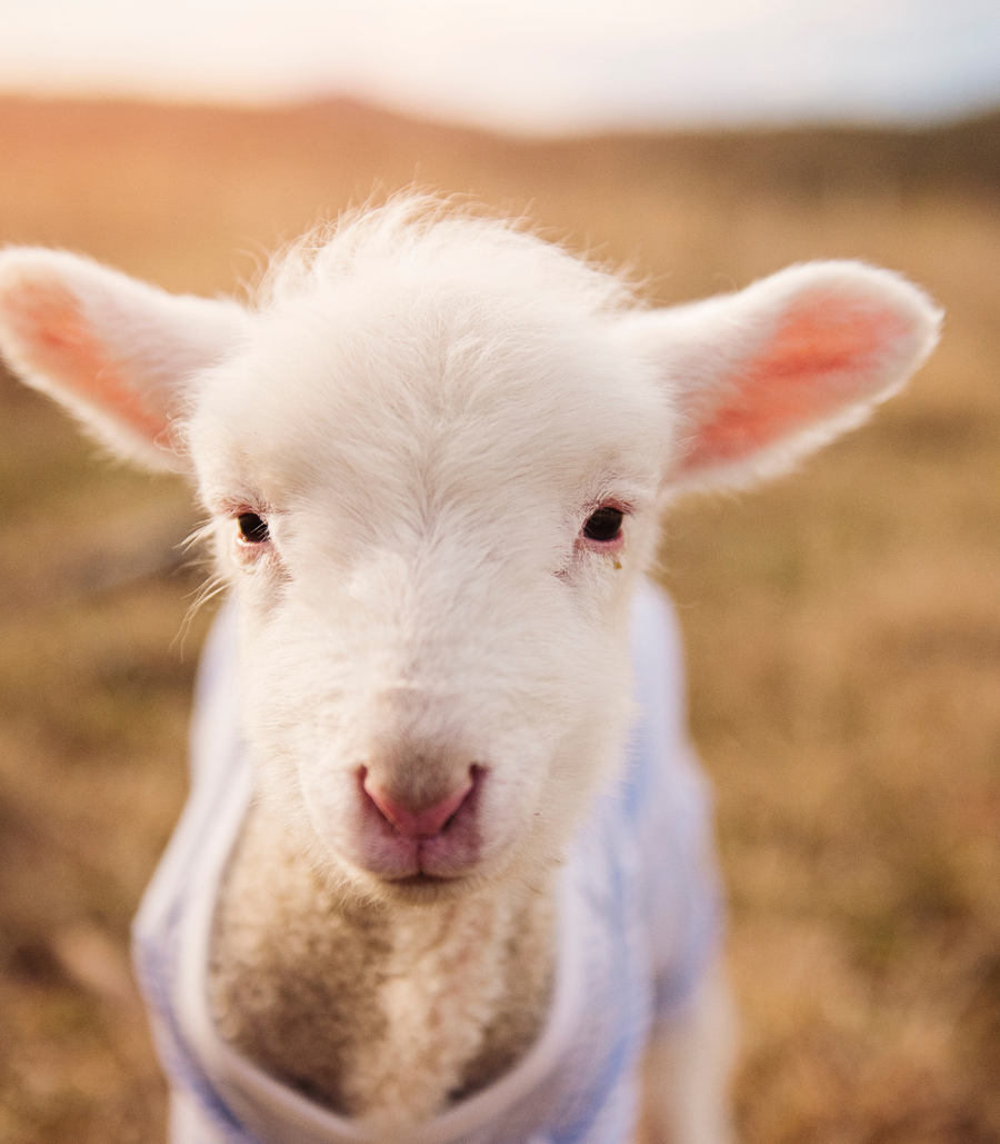 Biodegradable Animal Fibers