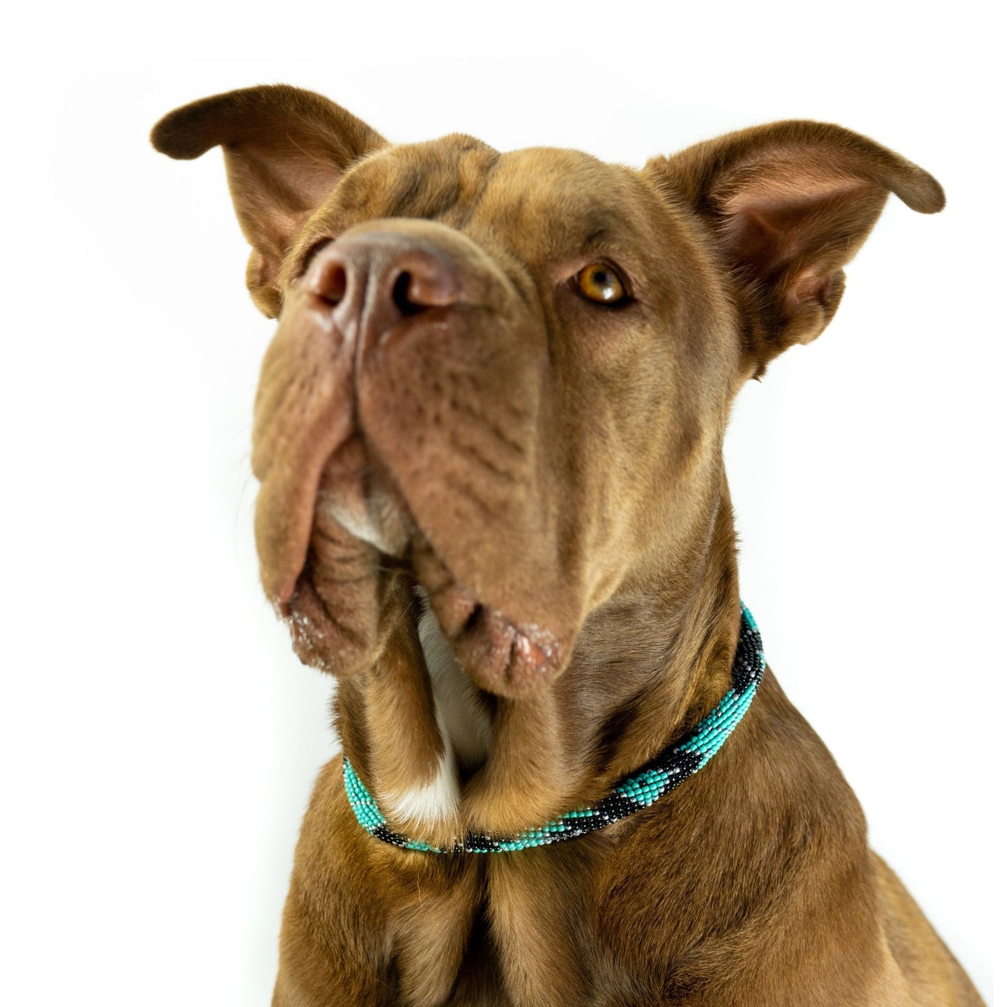 Collar para perro Saint Barth Sambboho (enrollado)