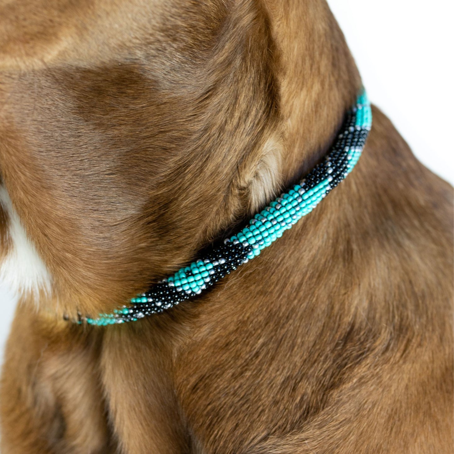 Collar para perro Saint Barth Sambboho (enrollado)